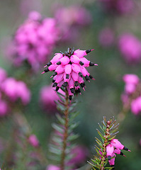 Erica carnea hybride