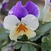 viola cornuta hybride