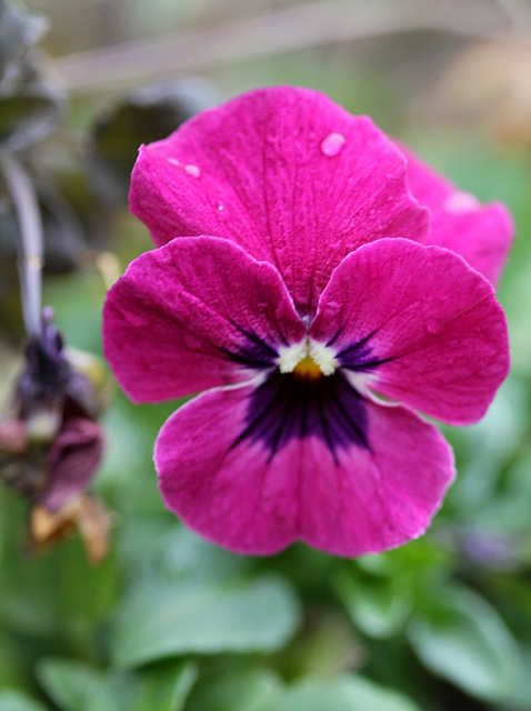 viola cornuta hybride