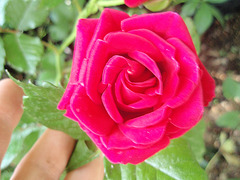 rose P5201882