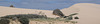 emus on the sand dunes