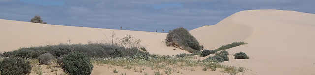 emus on the sand dunes