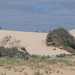 emus on the sand dunes