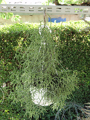 rhipsalis P5201894