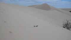 snake on the dunes