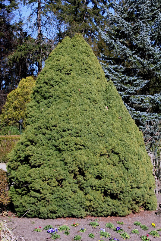 Picea albertiana conica