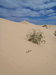 snake on the dunes