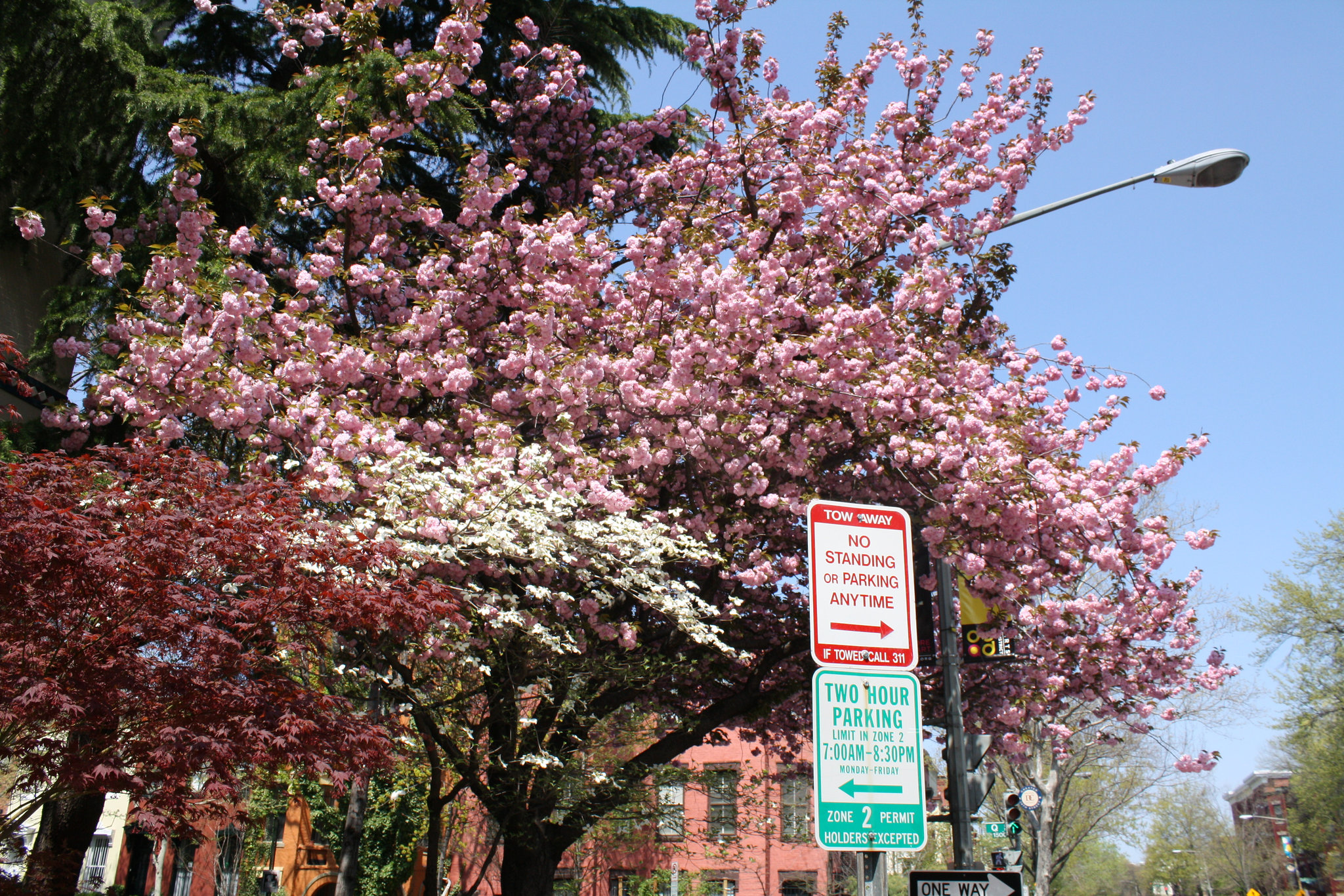 04.OldCherryTree.15Q.NW.WDC.15April2011