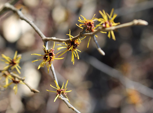 Hamamelis