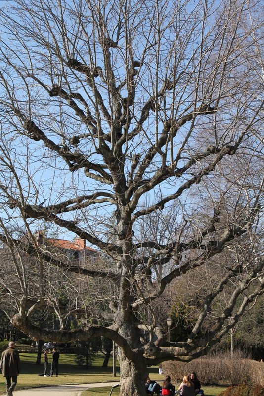 Magnolia acuminata acci