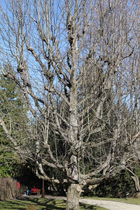 Magnolia acuminata- individu normal