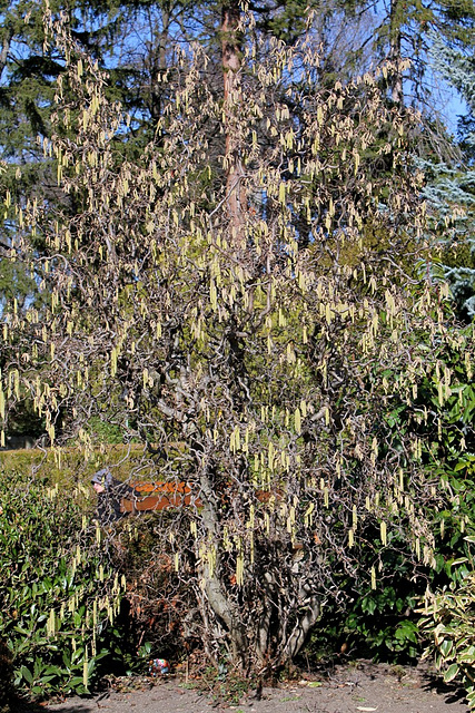 Corylus avelana contorta