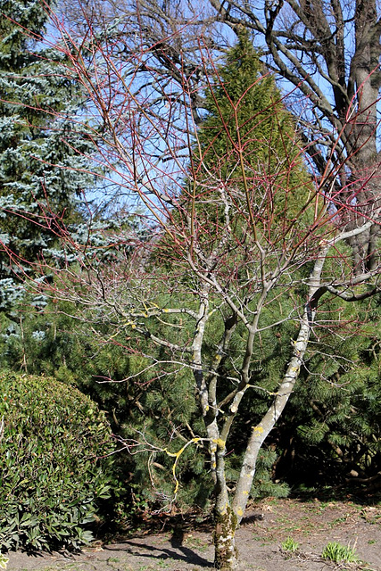 Acer japonicum aconitifolium