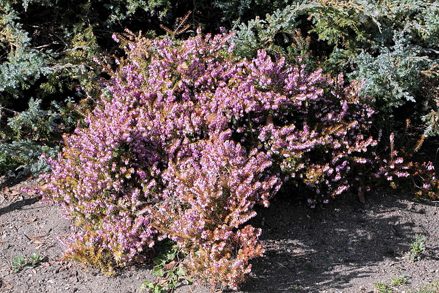 Erica à feuillage doré