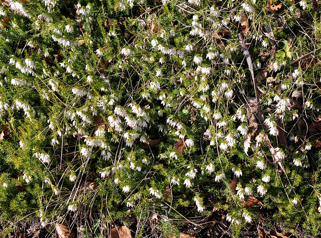 Erica-  variété blanche