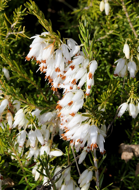 Erica - variété blanche