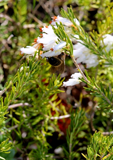 Erica- Variété blanche