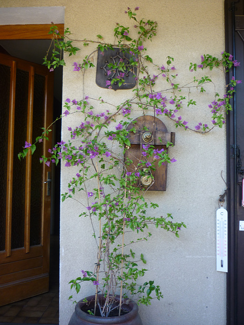 Bougainvillier