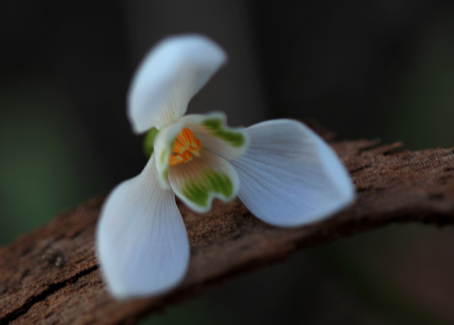 Perce-neige