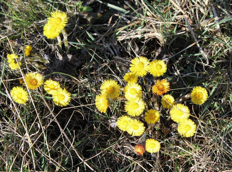 Tussilage