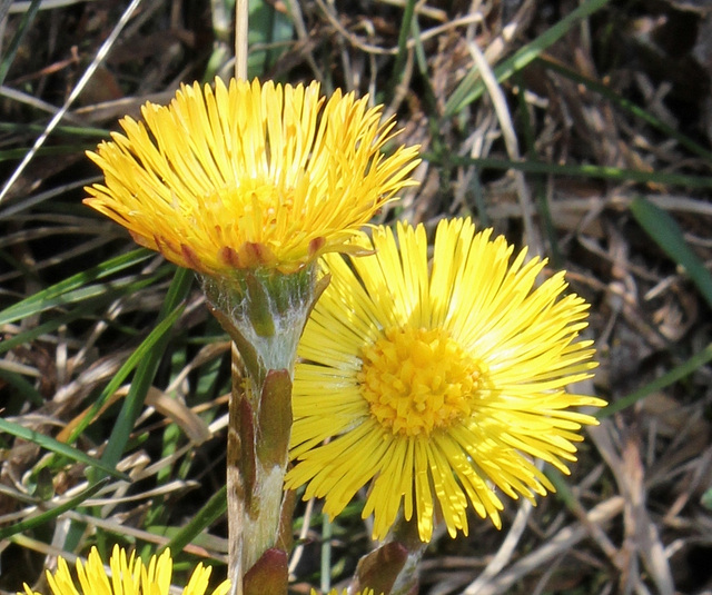 Tussilago farfara (2)