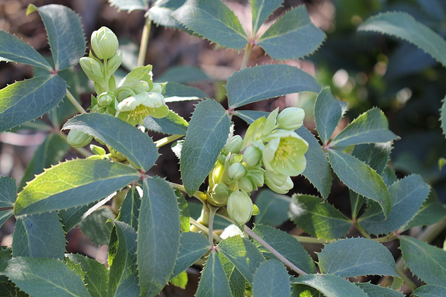 Helleborus argutifolius