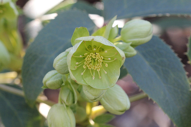 Helleborus argutifolius (2)