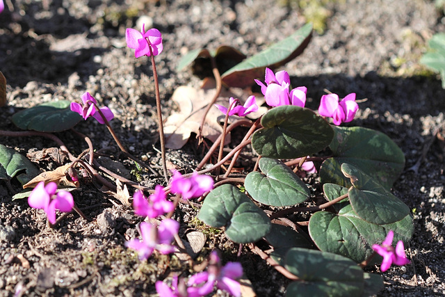 Cyclamen coum