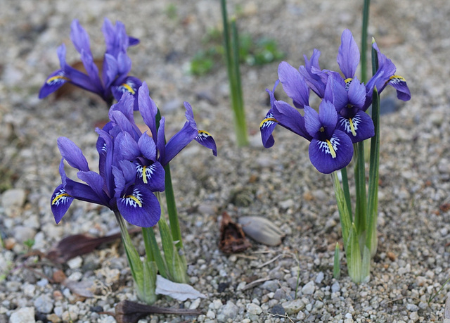 iris reticulata