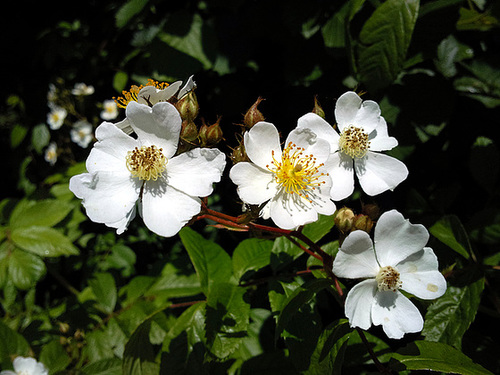 Brombeerblüten