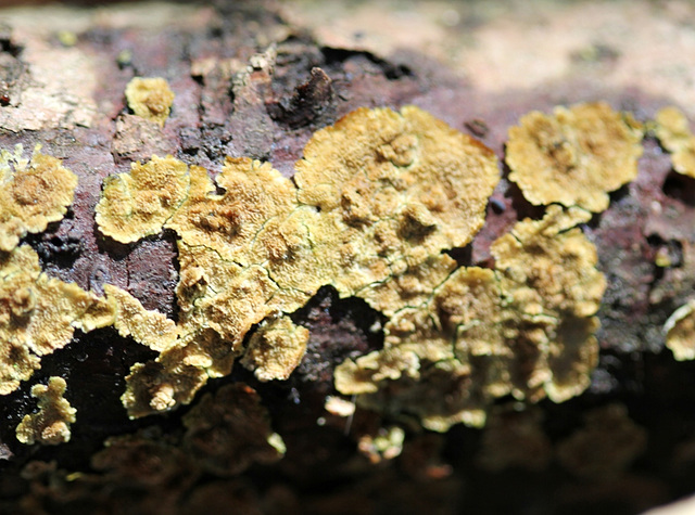 Stereum sp. ( rugosum ou gausapatum ?)