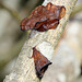 Auricularia auricula-judae-Oreille de Judas