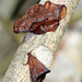 Auricularia auricula-judae-Oreille de Judas