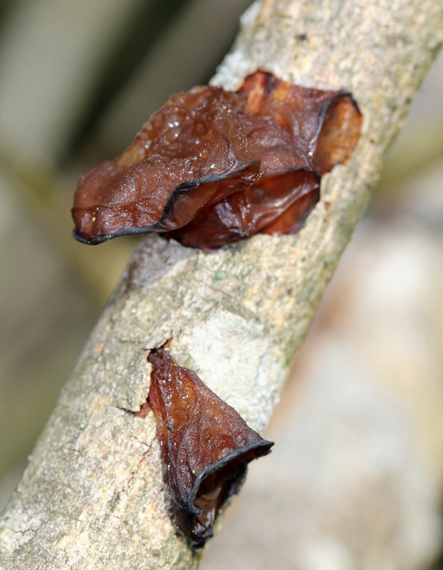 Auricularia auricula-judae-Oreille de Judas