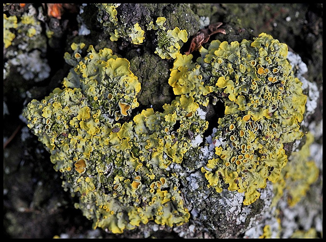 Parmelie sur un bouleau- Xanthoria parietina