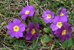 Autre sourire.... mauve !