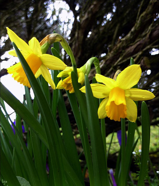 Les jonquilles s'éclatent