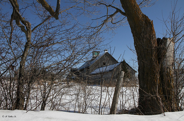 Entre deux arbres en hiver