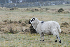 Schaf im Dartmoor