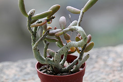 Tylecodon schaeferianus