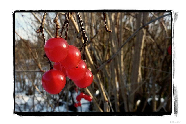 winter berries