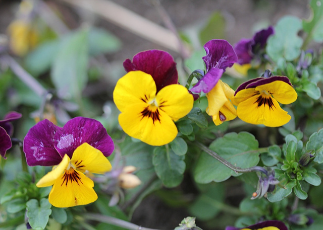 viola cornuta hybride