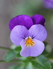 viola cornuta hybride