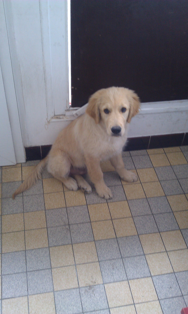Puppy
