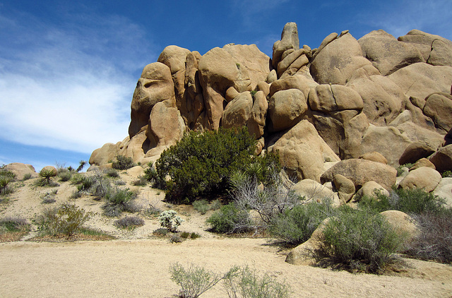 At Live Oak in Joshua Tree (0123)