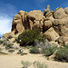 At Live Oak in Joshua Tree (0123)