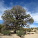 At Live Oak in Joshua Tree (0124)