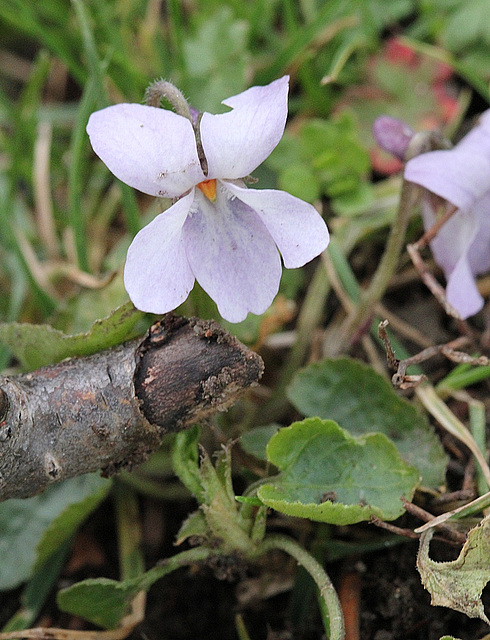 Viola alba