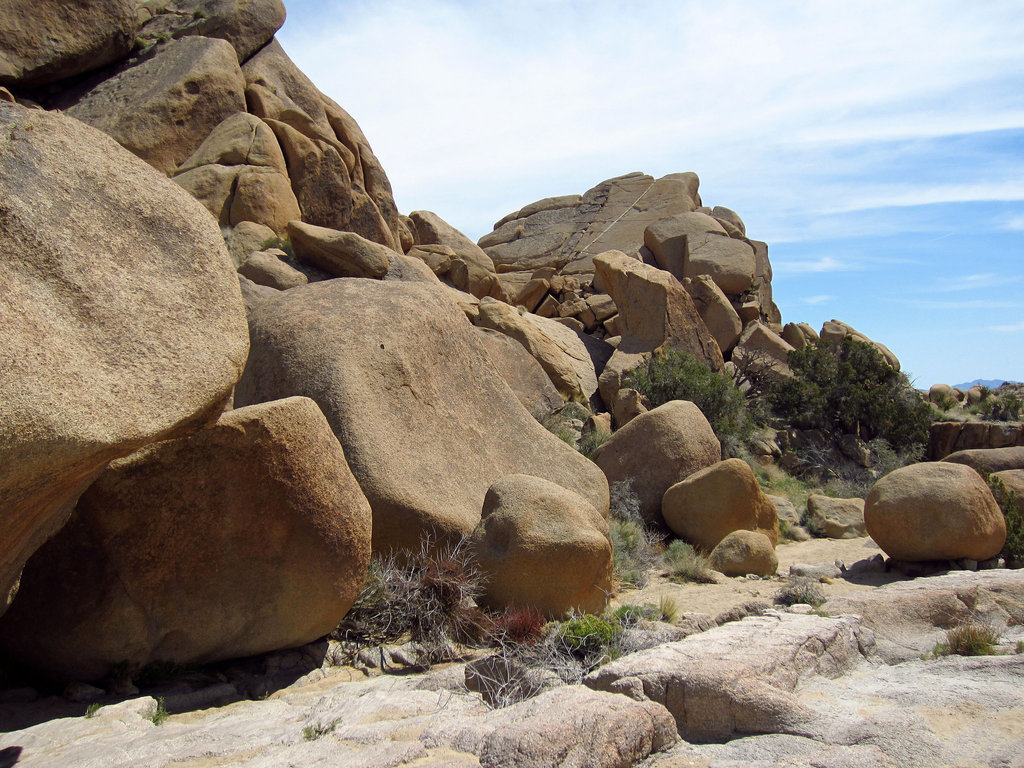 At Live Oak in Joshua Tree (0126)