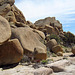 At Live Oak in Joshua Tree (0126)